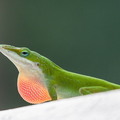 IMG 4044